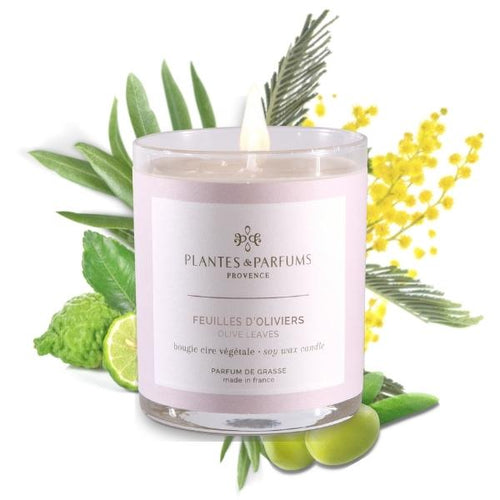 Perfumed Candle - Olive Leaves 180g